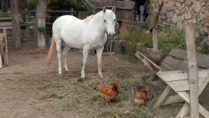 Villas Mas Saint-Victor : photos des chambres