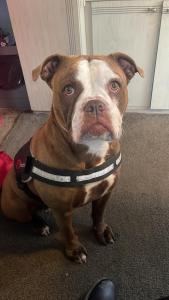 Golden Sands Coop 103