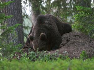 12 person holiday home in Lidsjöberg