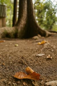 Nature Home near Colombo Airport
