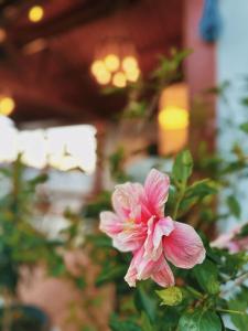 Casa en Boquete con gazebo, BBQ y fogata en el exterior - KAME HOUSE