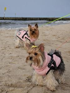 Apartamenty rodzinne przy plaży