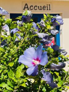 Campings Domaine MON CALME : photos des chambres