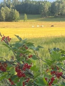 Naturnära Ängen Ödegården