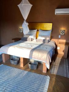 Zebula - African Dream A - Pax 8