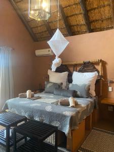 Zebula - African Dream B - Pax 6