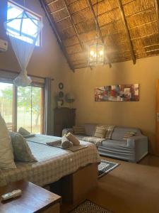 Zebula - African Dream B - Pax 6