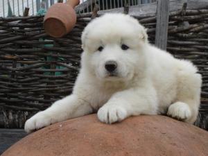 Hotel "Tabakini" resort