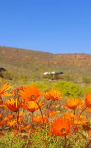 Agama Tented Camp