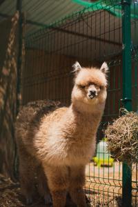 Pensiunea Bucuria Cheia & Ferma Animale