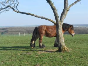 B&B / Chambres d'hotes La Ferme des 3 Suissesses : photos des chambres