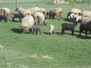 B&B / Chambres d'hotes La Ferme des 3 Suissesses : photos des chambres