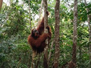 Jungle treking & Jungle Tour if you want to stay here,you must book treking only with us