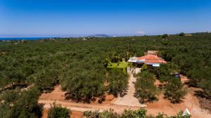 Olives House