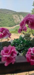 Biserna dolina LUX Uvac