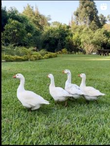 Sarayu Wellness Institute