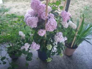 Domacinstvo Prentovic