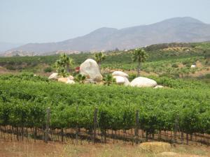 Enkanto Valle de Guadalupe