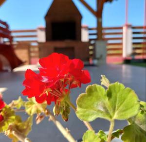 La Tavi casute tip camping