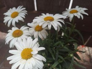 Il vento tra le margherite