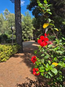 Albergo Athena Mare