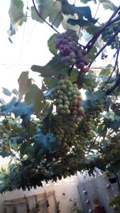 Bangalô - quarto Saxofone