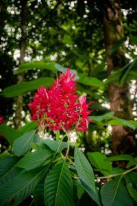 CASA DE CAMPO JACUZZI MONTAÑA NATURALEZA Leso