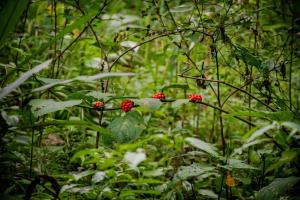 CASA DE CAMPO JACUZZI MONTAÑA NATURALEZA Leso
