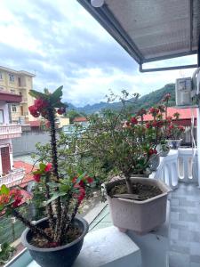 Bảo Bảo guest houes