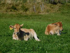 Almhütte Grosserhütte