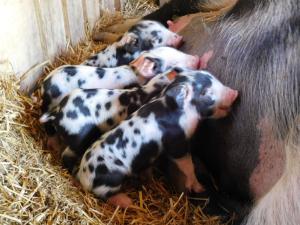 Almhütte Grosserhütte