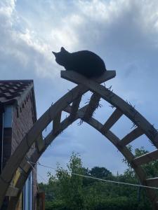Chez Little Black Cat