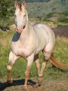 CALVARY MOUNT WiLD HOMES