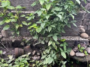 Homestay - HO CHI MINH CITY - Quận 2 - An phú - p1