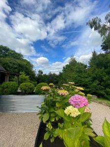 STARGAZER adult only