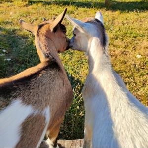 Bêêêêl campagne - Immersion authentique avec les chèvres