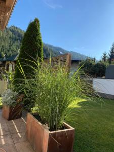 Hollys Ferienwohnungen