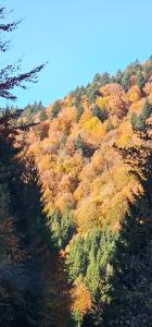 Cabană inchiriere integrală Transfăgărășan