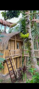 Tree bamboo house