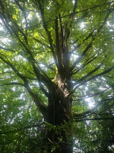 Natura Taszów