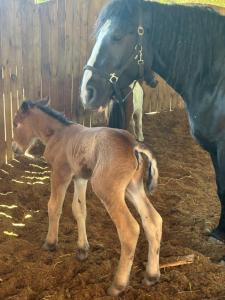 Koperkowe Rancho Beskid Wyspowy Domek Małopolskie KAMIONNA