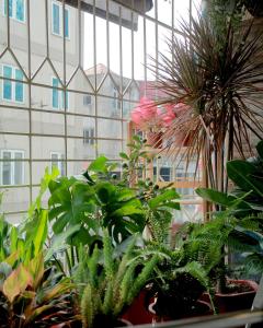 Nino Homestay Phố cổ Hoàn Kiếm