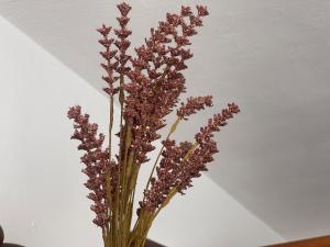 Vete Polo Segau, Seguencu