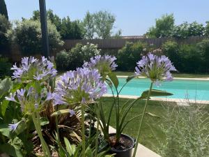 Villas Mas Mayflower : photos des chambres