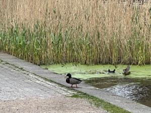 Lovely double room in riverside Canada Water
