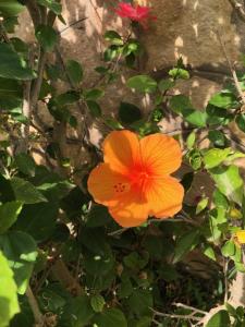 Villa Hibiscus sul Mare