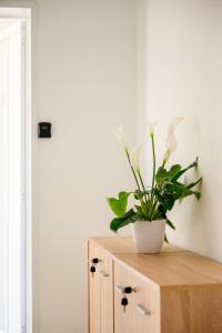 F8-1 Sliema Spacious Room