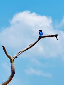 The Family Beach Villa