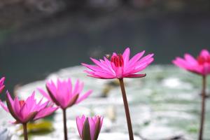 Mekong Long Thanh Resort & Reststop