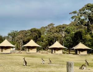 Tathra Beach Eco Camp